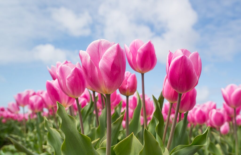 Auch die Tulpe gehört zu den heimischen Pflanzen