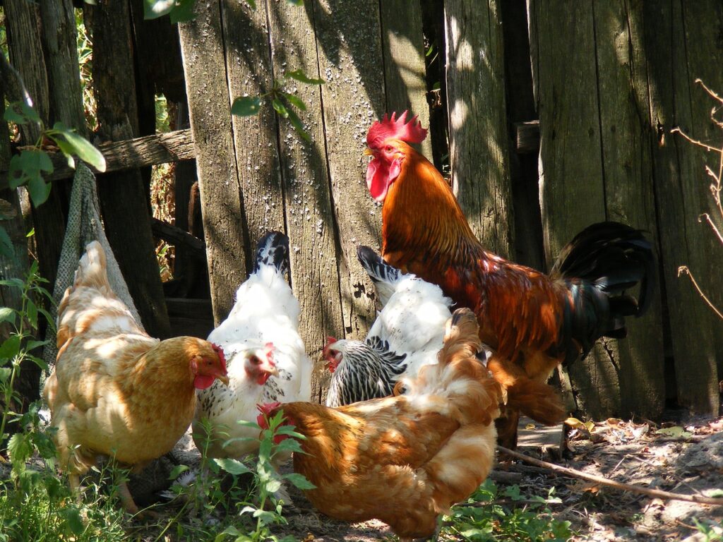 Natürliche Unkrautbekämpfung mit Hühnern